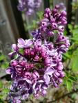 'Sensation' lilac