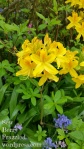 Sunny yellow flowers