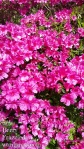 Hot pink flowers at Hulda Klager Lilac Gardens