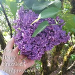 'Glory' Lilac blossoms - Hulda Klager Lilac Gardens, Woodland, WA